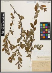Foto von Salix myrtilloides L.
